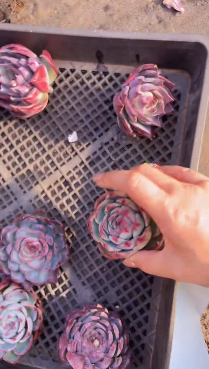 【闪购商品】513惊鸿仙子多肉