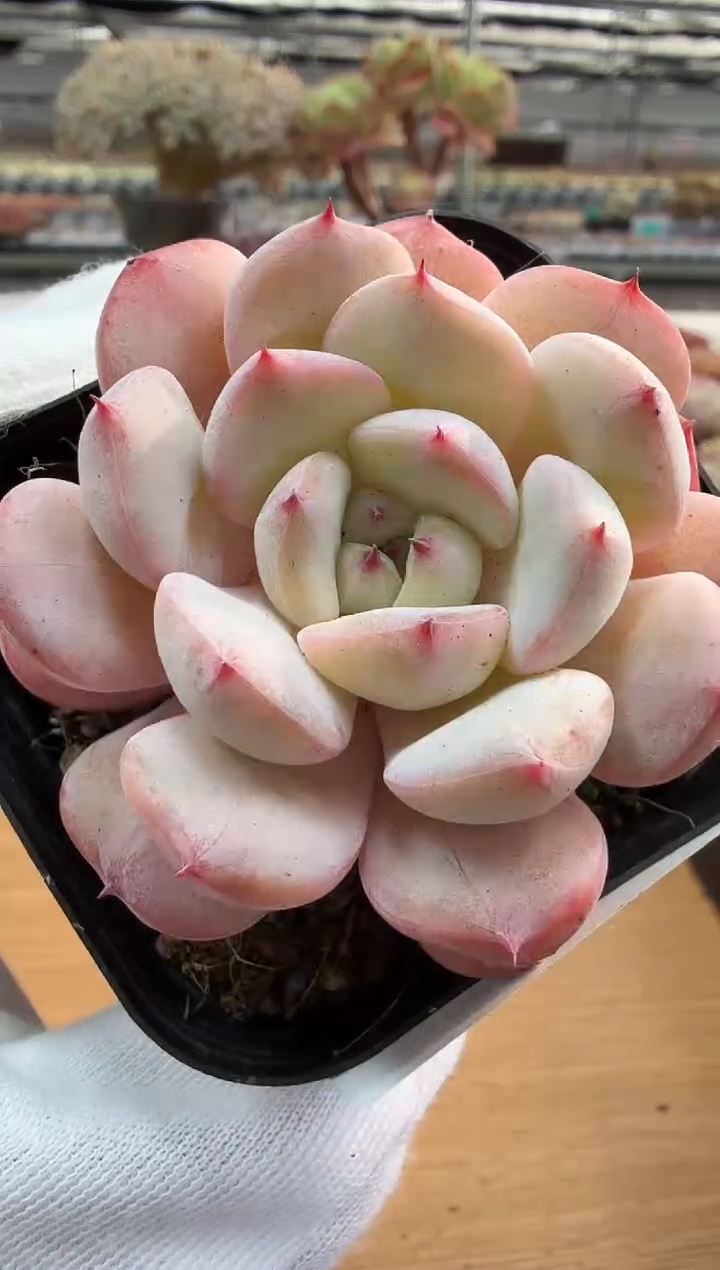 东云多肉园二店-185