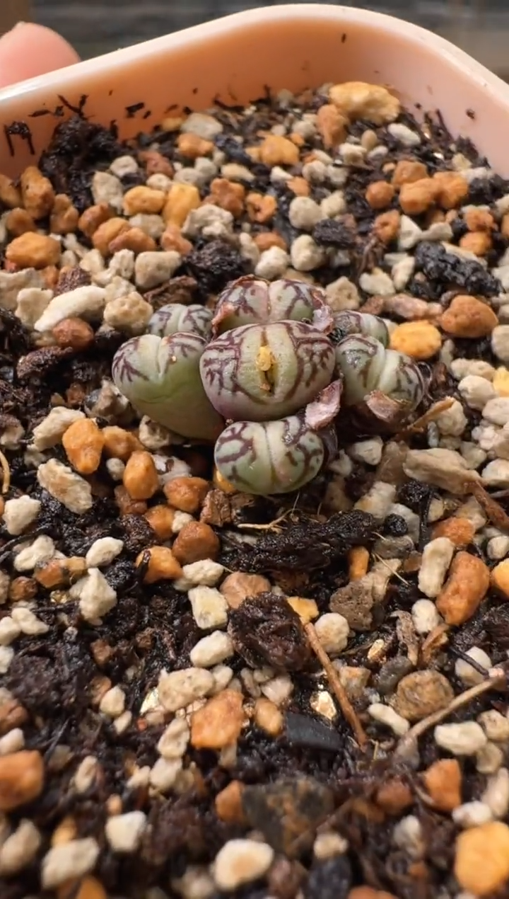 10-108多肉植物肉锥