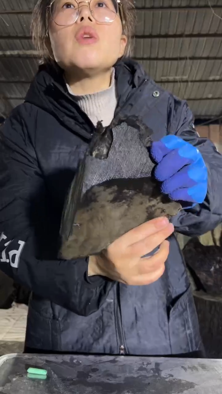 金丝楠12金丝楠小叶桢楠原材料