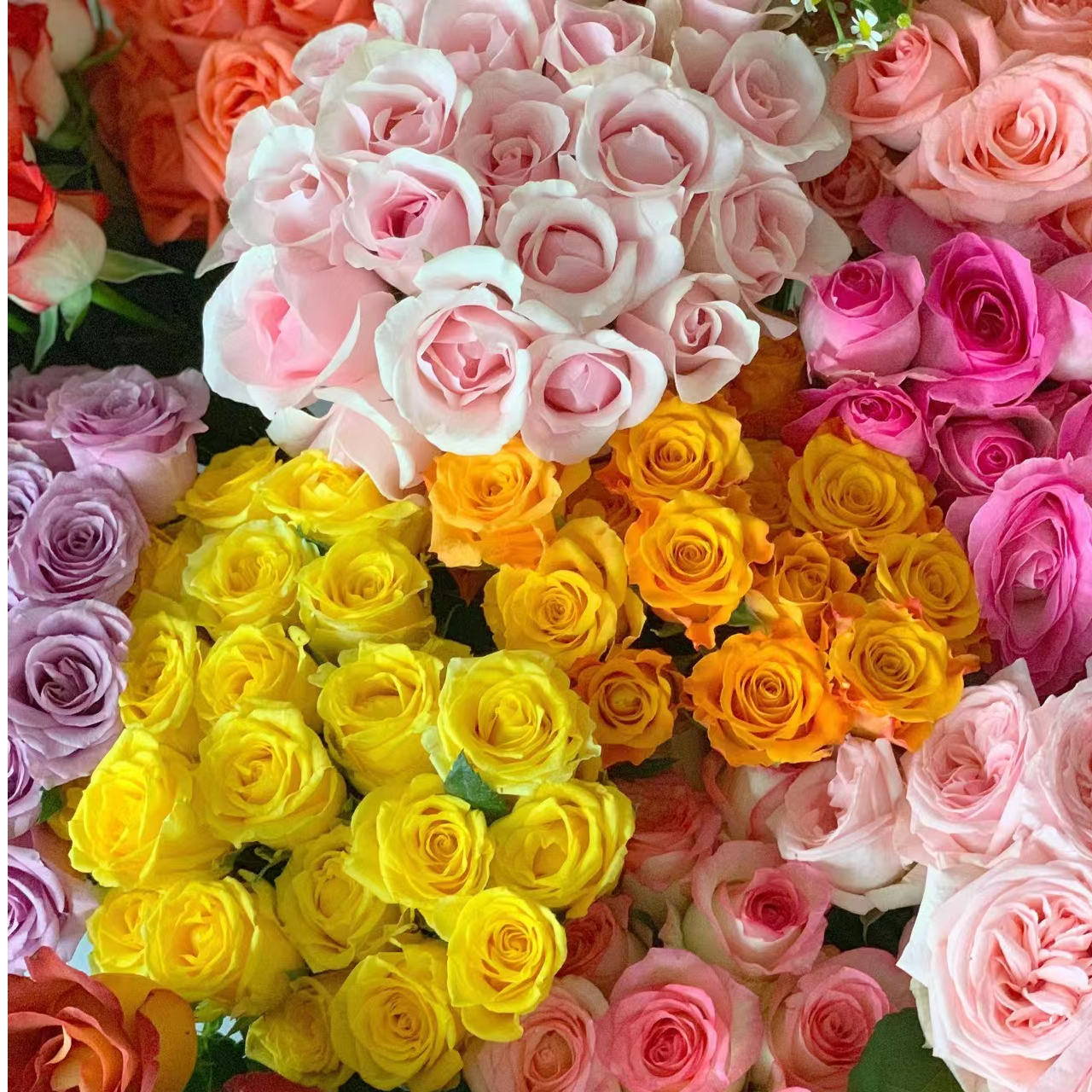 【随机】随机两扎玫瑰单头玫瑰20枝或多头泡泡玫瑰2扎