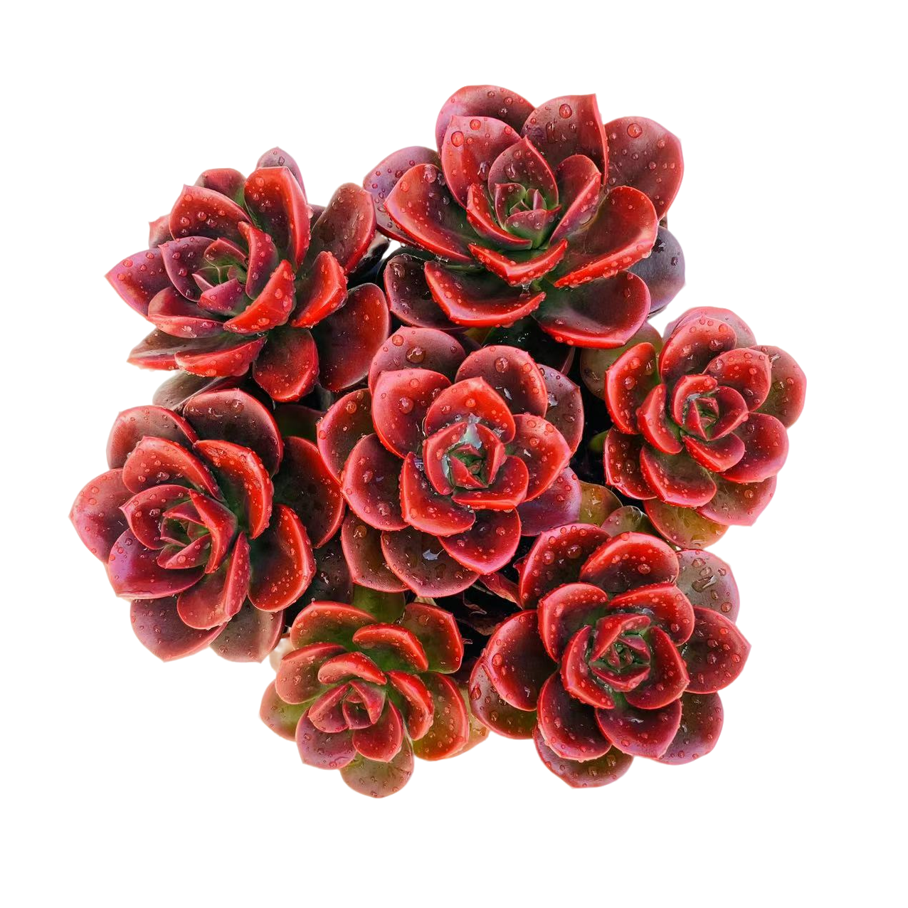 【巧克力玫瑰】 耐冻耐晒非常适合新手养的多肉植物盆栽