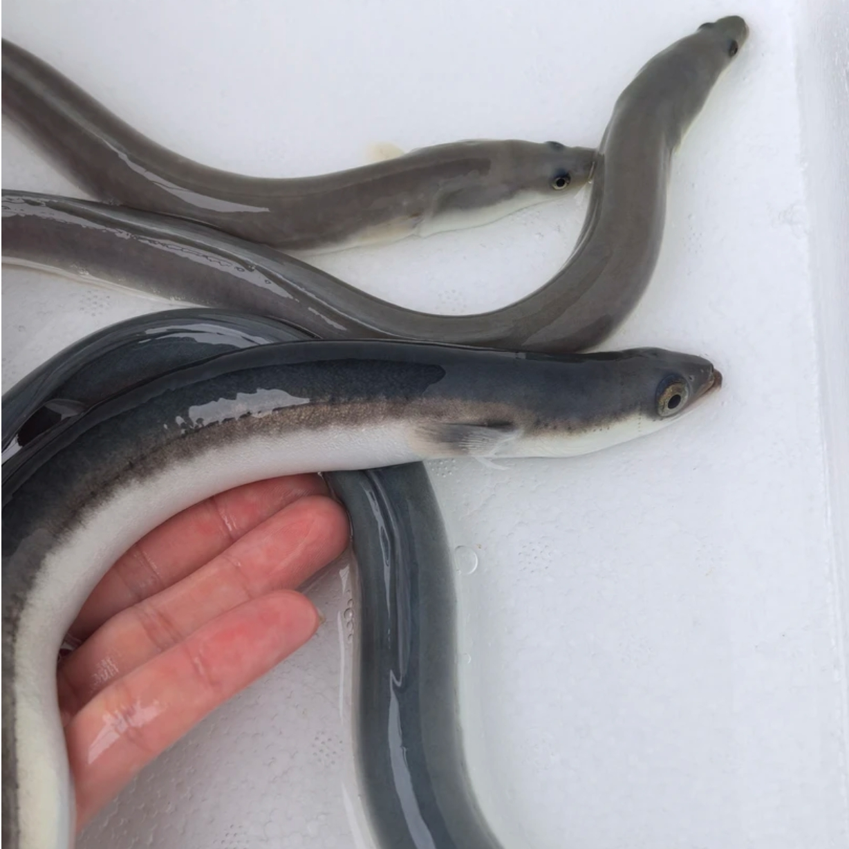 江水养殖鳗鱼  自然生长 鲜活直发