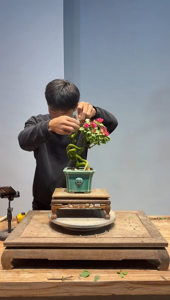 以实际为准三角梅130