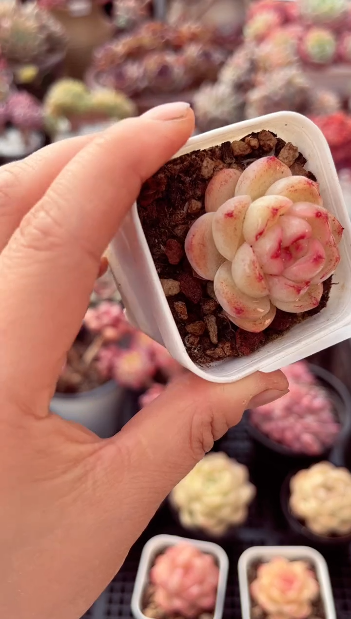 【闪购商品】7553单头个体多肉