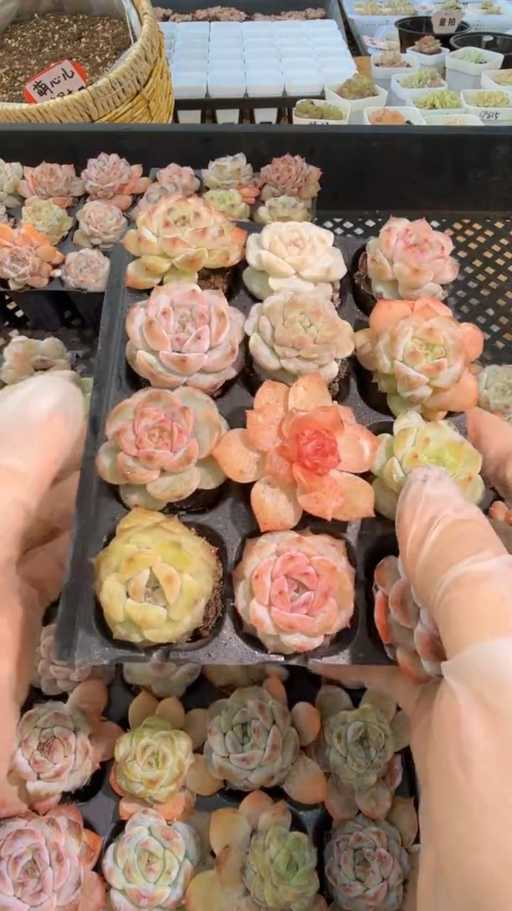 珍妮+糖心混1盒 12颗量拍混发满9.9包邮