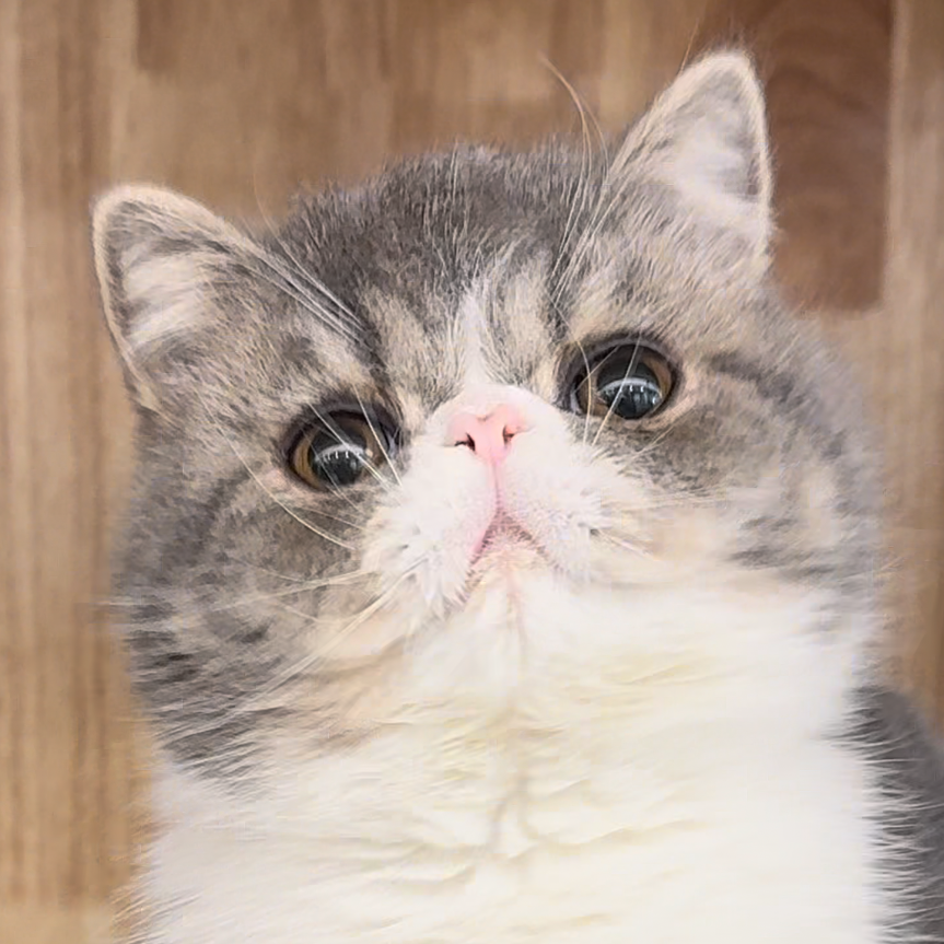 来了姊妹-蓝白加菲 猫 弟弟 16