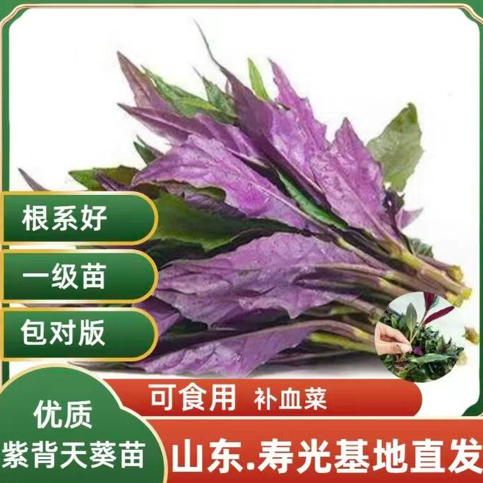 紫背天葵苗四季盆栽补血菜阳台种植带土蔬菜苗