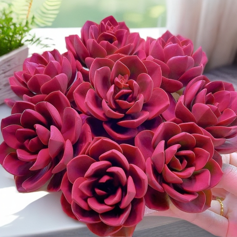 红酒巧克力【原盆原土发】多肉任意两单包邮 盆栽植物 星花怒放