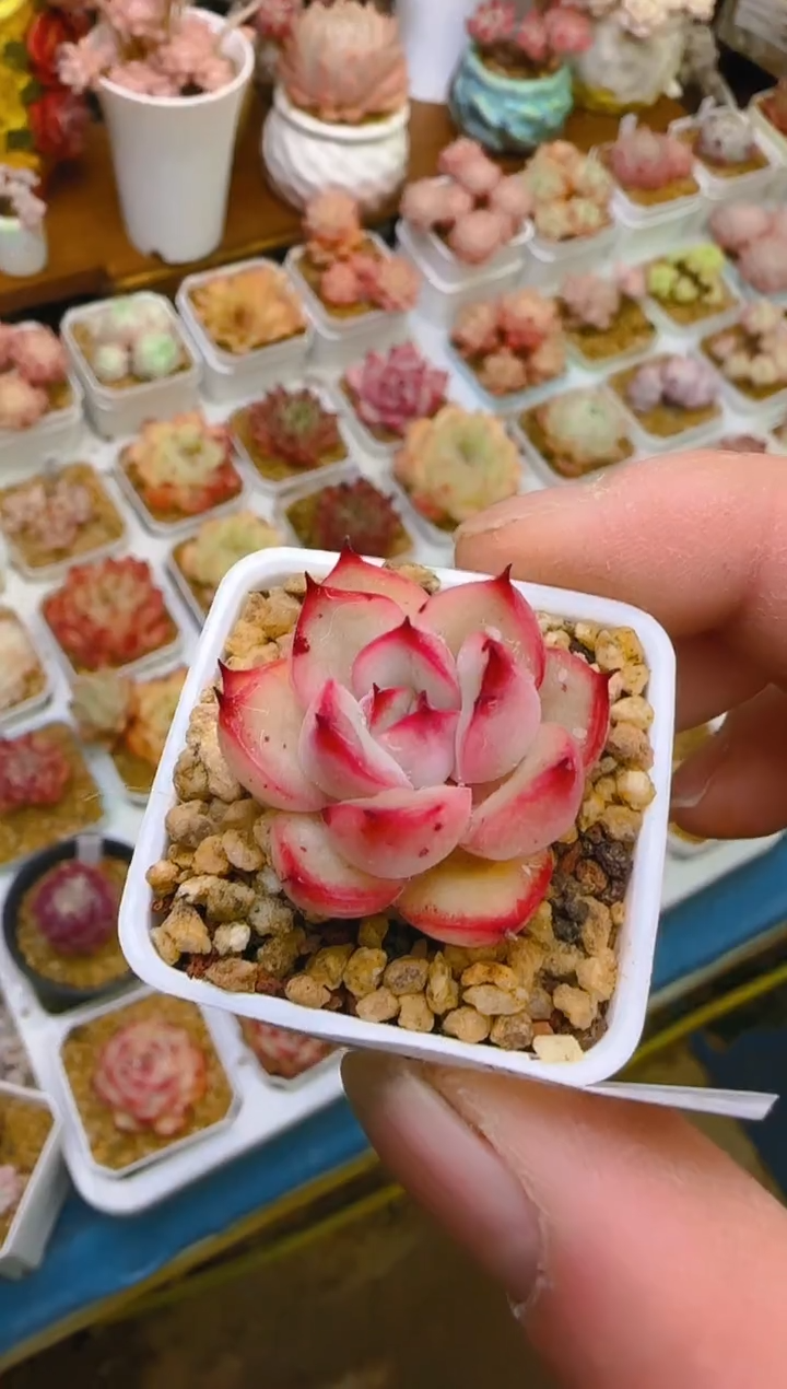 【闪购商品】喜—199—仙农（荷）