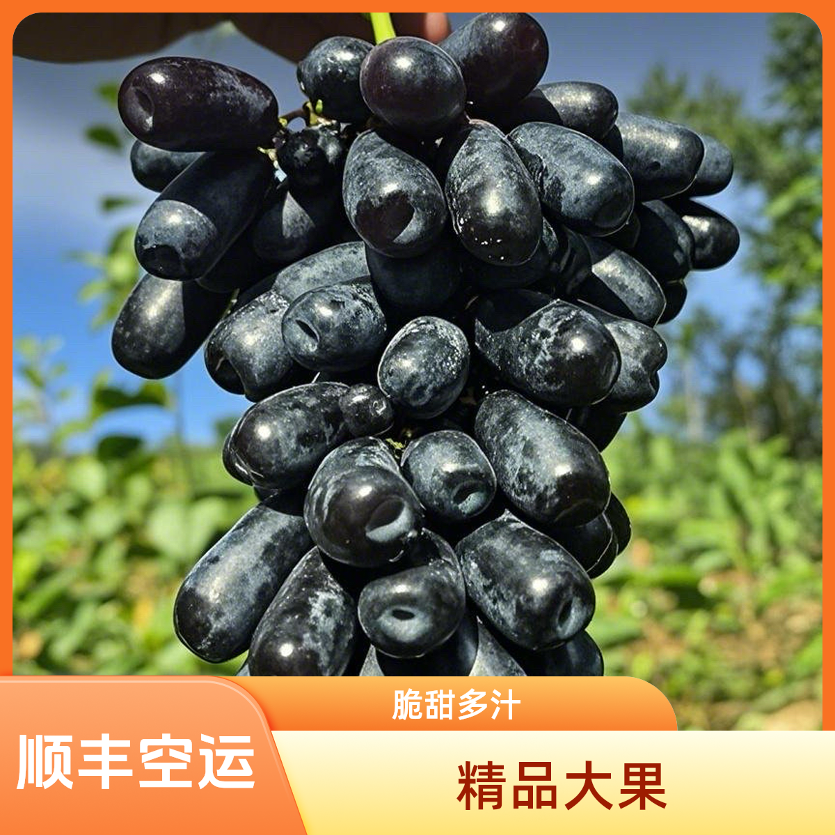 K（4斤蓝宝石）凉山蓝宝石葡萄精品原装小粉框脆甜无核无籽不吐皮顺丰空运四川省