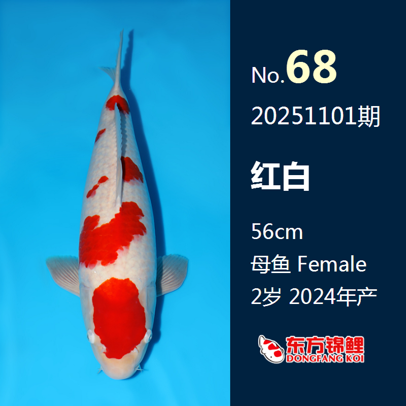 68号 红白56cm母鱼2岁 251101期(运费另议)