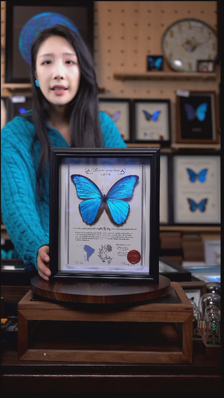 大蓝闪蝶豪华版10寸欧式框（带证书）