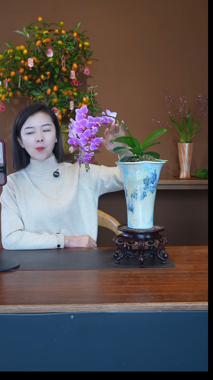 全部花朵粉珠帘盆景盆景盆景