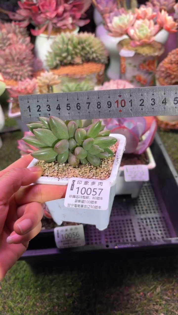 【闪购商品】10057