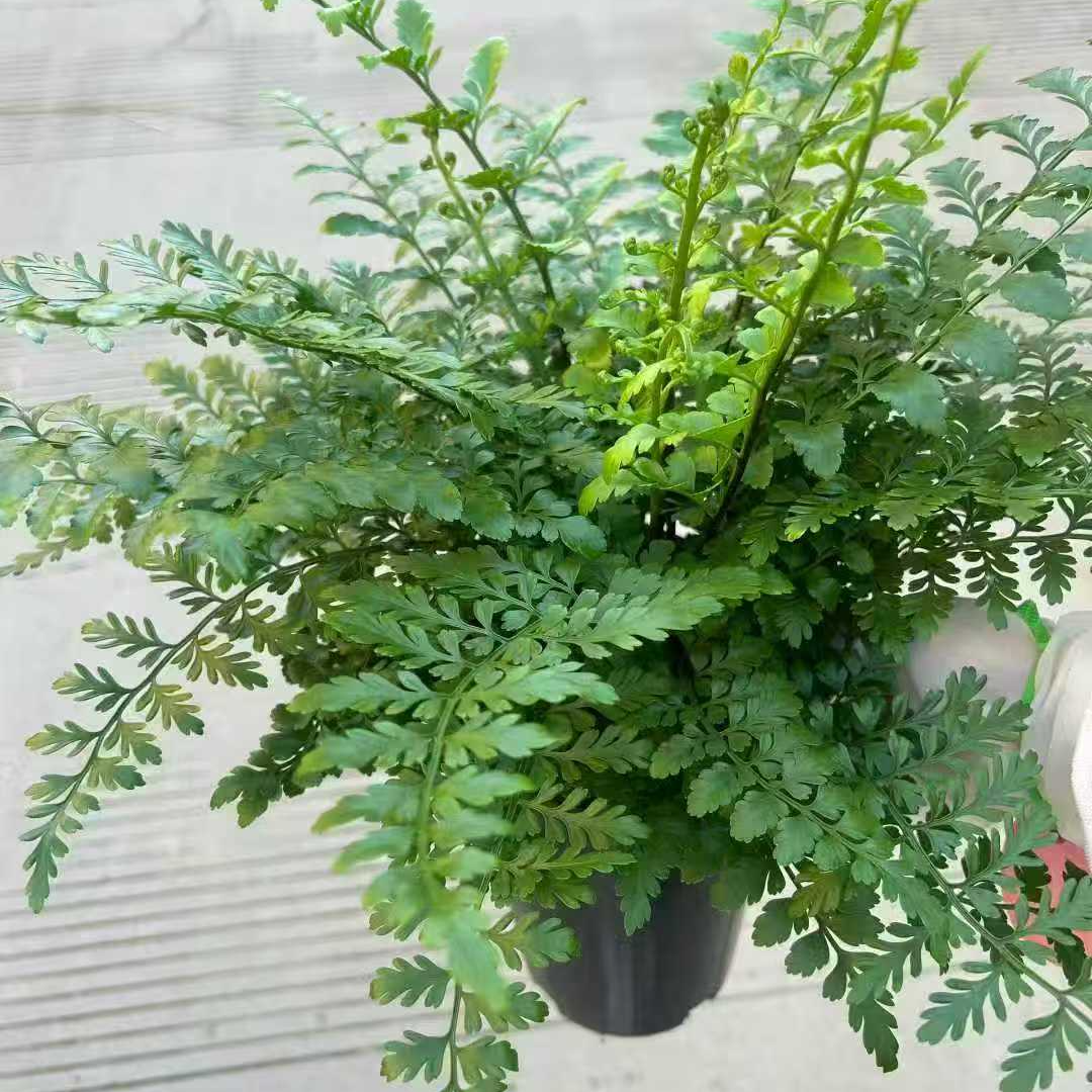 吉姆蕨土培盆栽耐寒适合桌面四季常青观叶植物