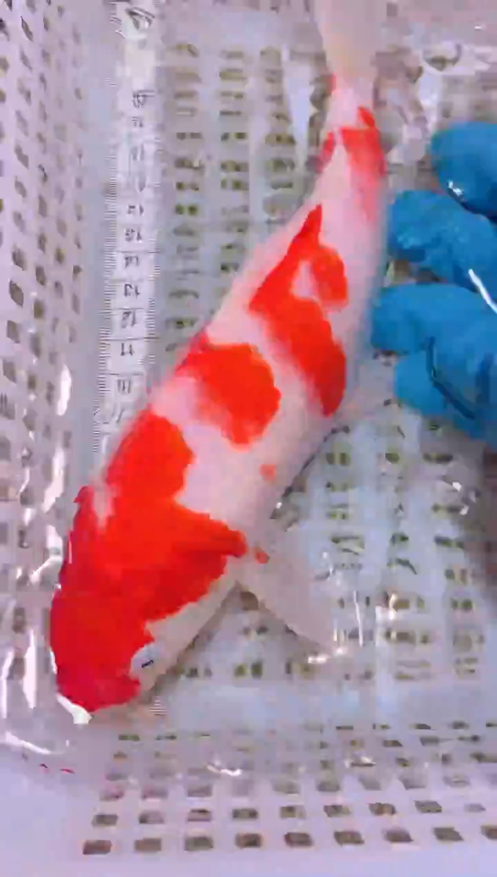 锦鲤冷水观赏鱼全场包邮52