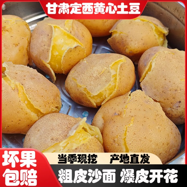 甘肃定西黄皮黄心土豆沙面细腻新鲜蔬菜可炖肉炒菜