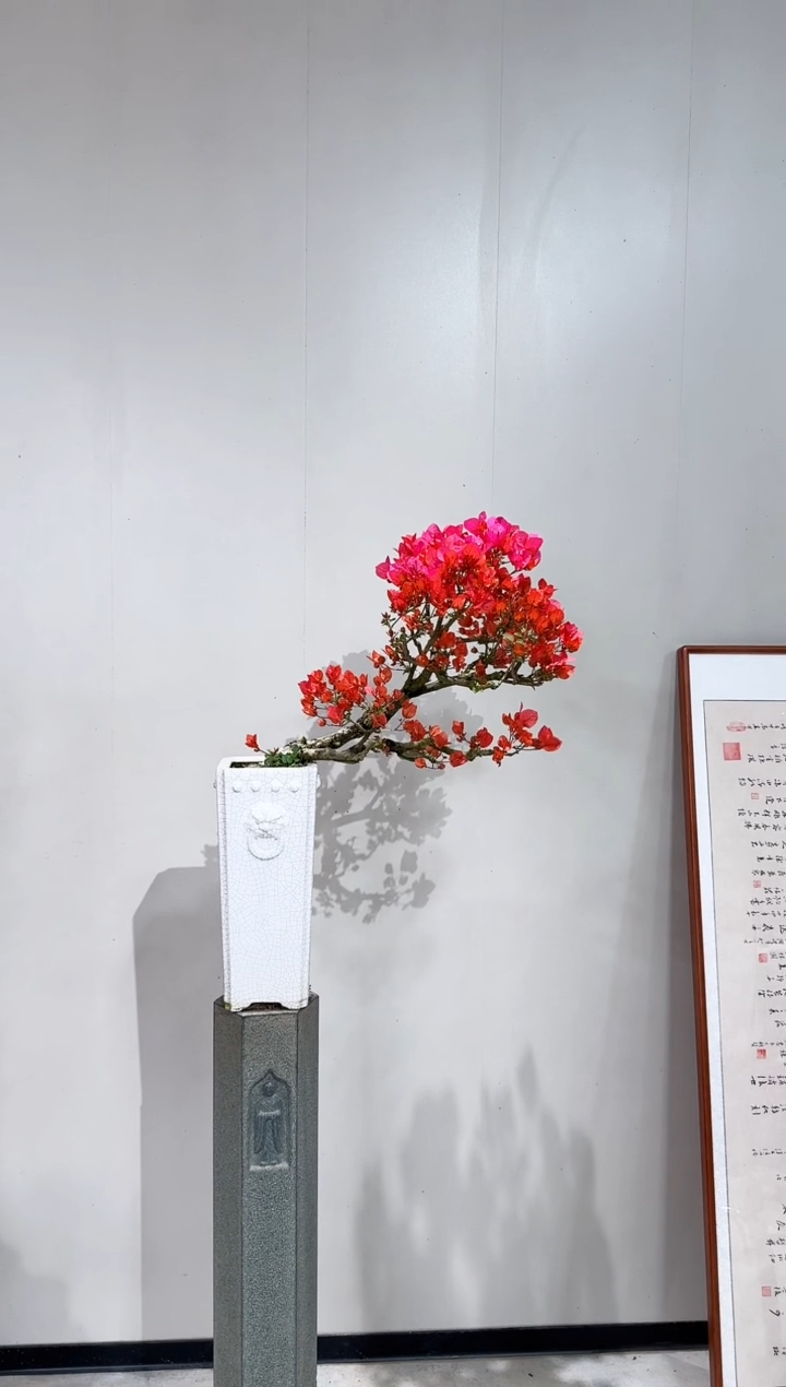 【闪购商品】盆景海岛红