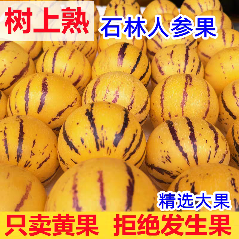 【树上自然熟】云南石林人参圆果黄心水果新鲜大果正宗人叁黄肉水果