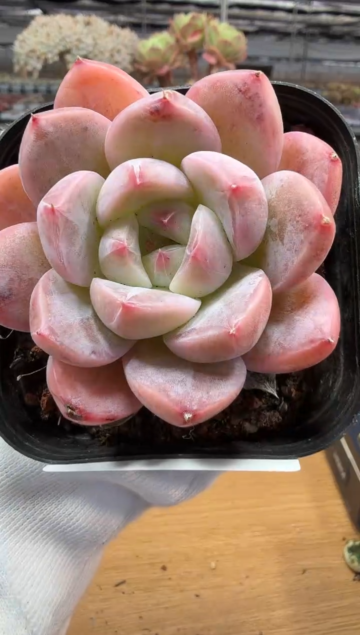 东云多肉园二店-319