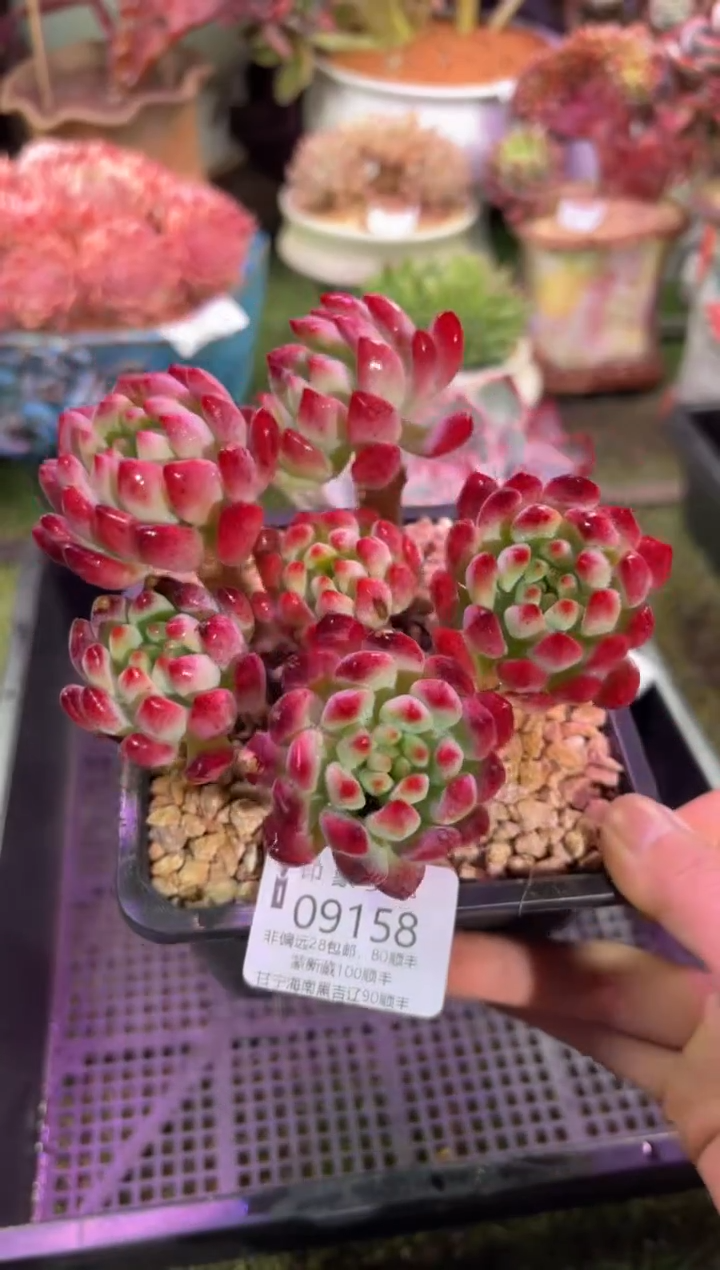 【闪购商品】09158