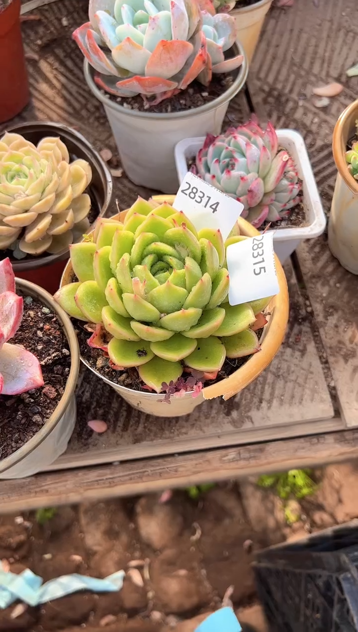 拾**听多肉植物一物一拍28315