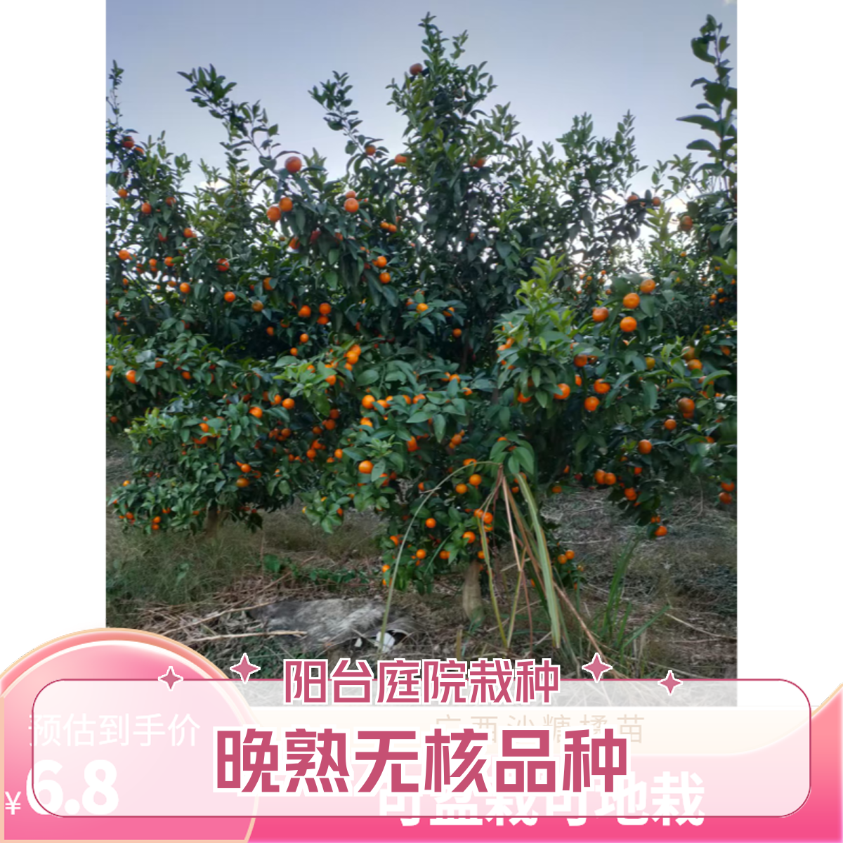 广西晚熟无核砂糖桔苗盆栽地栽阳台庭院种植