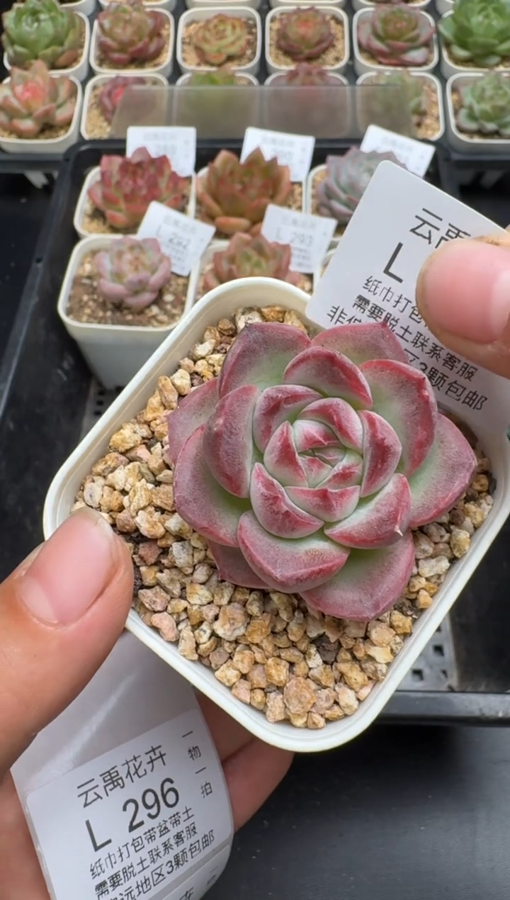 295L当天拍3颗包柚 带盆土纸巾打包 云禹花卉 珍妮多肉植物