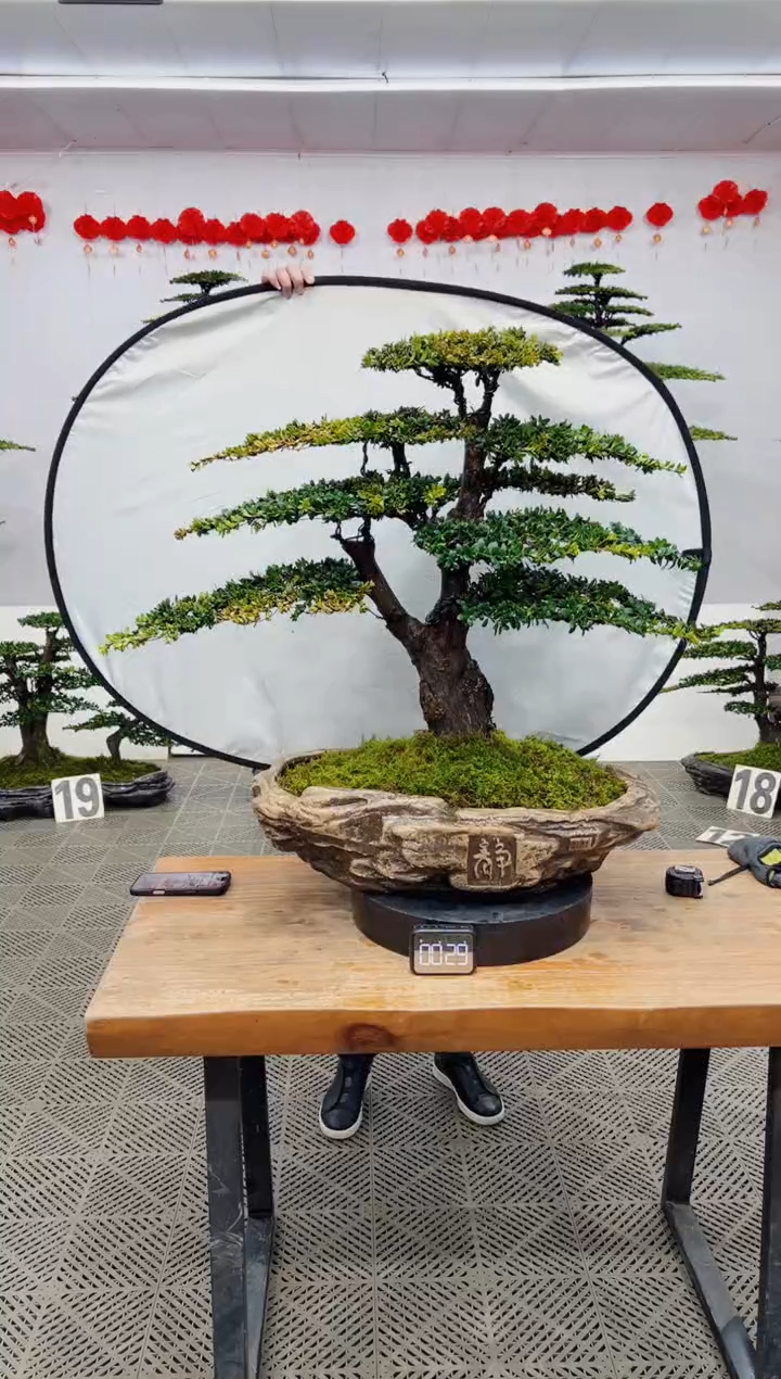 【闪购商品】盆景盆景