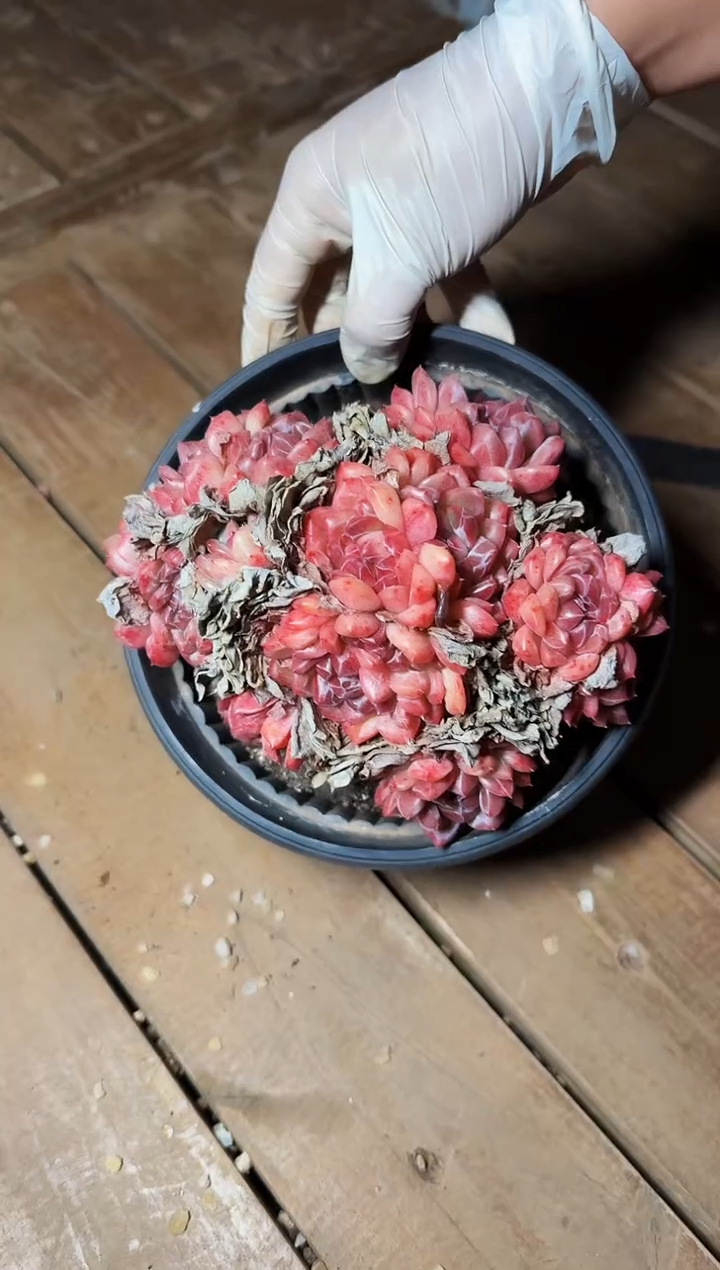 180#状态春风大群不包整（13-16cm）带土球