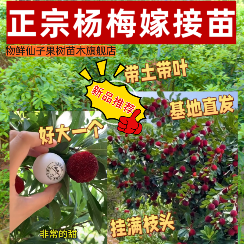 正宗嫁接苗东魁杨梅树苗黑炭杨梅苗大果基地直销南方种植果树包邮