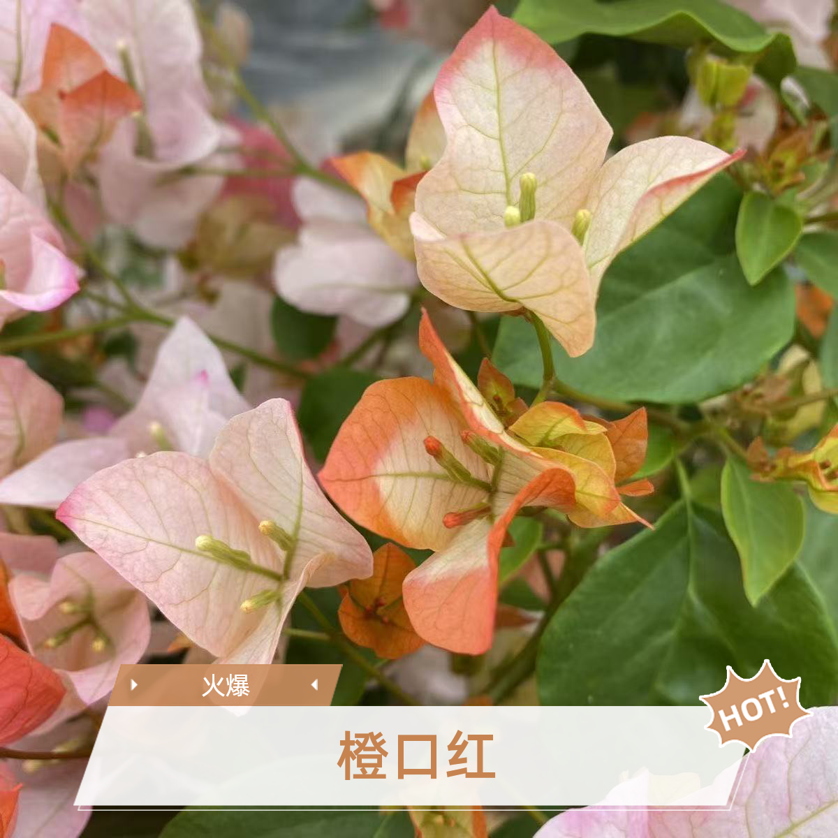 【橙口红】品种袋苗三角梅四季勤花爬藤绿植袋苗不包huo