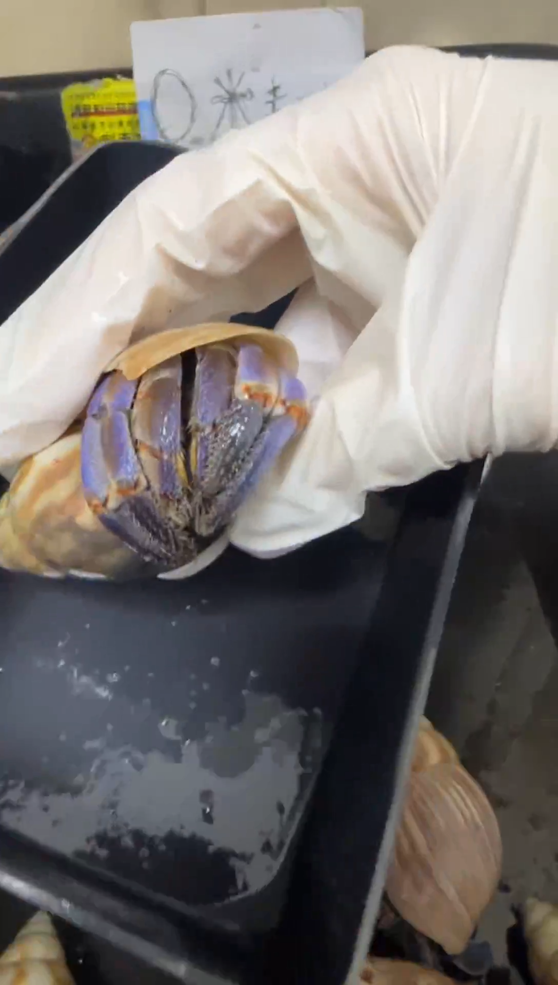 紫陆寄居蟹蓝色竞拍