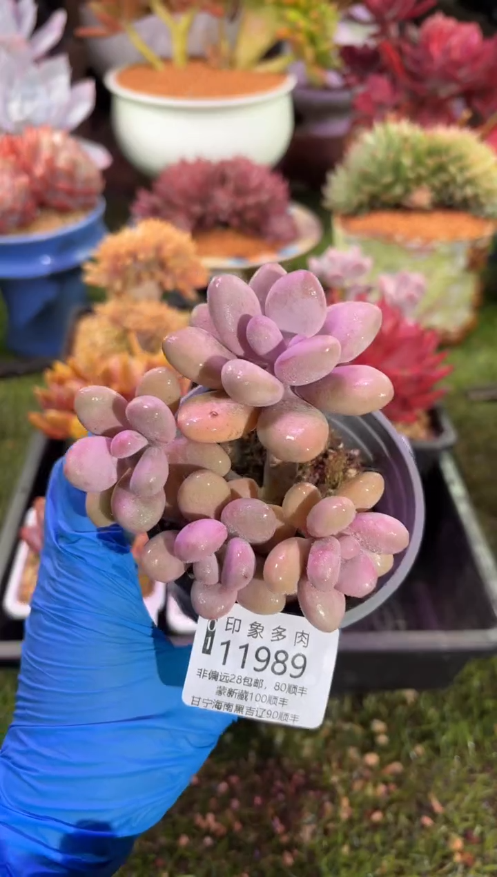 【闪购商品】11989