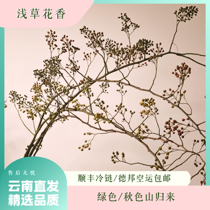 【山归来】高品质小众鲜切枝诧寂风高级感可水培可做干花
