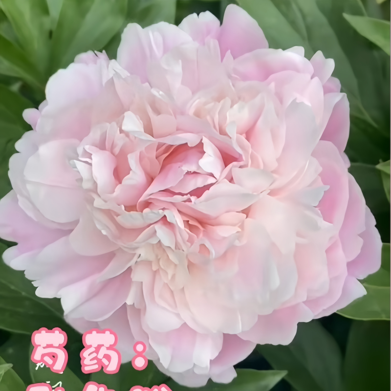 种生粉芍药 菏泽牡丹芍药 重瓣芍药