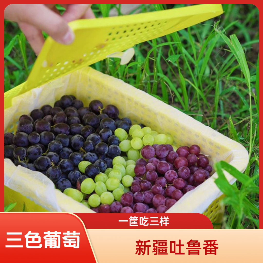 新疆吐鲁番葡萄三拼无核白玻璃脆无核紫三色当季水果新鲜采摘包邮