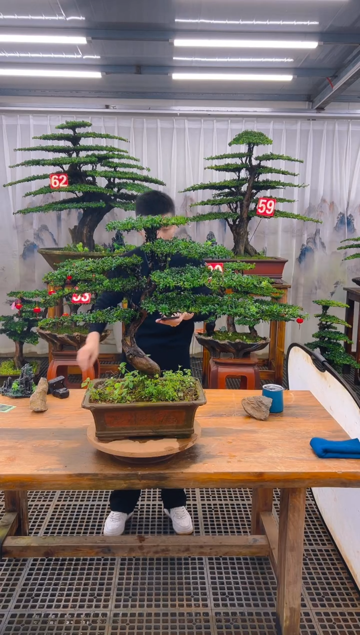 无花朵精品盆景直播间一物一拍