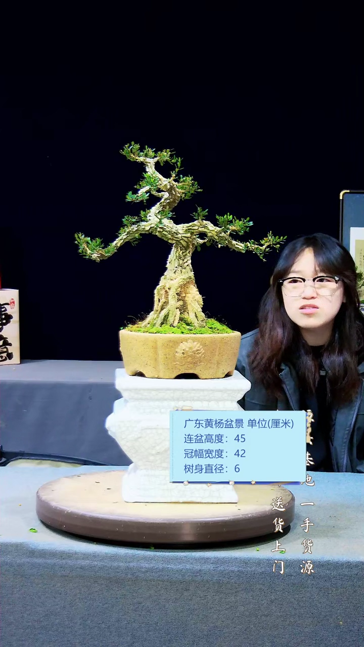 【闪购商品】雀舌黄杨盆景雀舌黄杨盆景