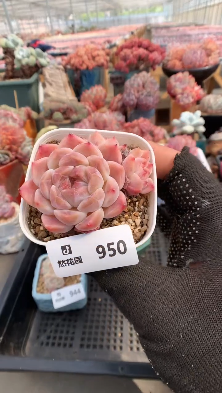 950冰魄一物一拍