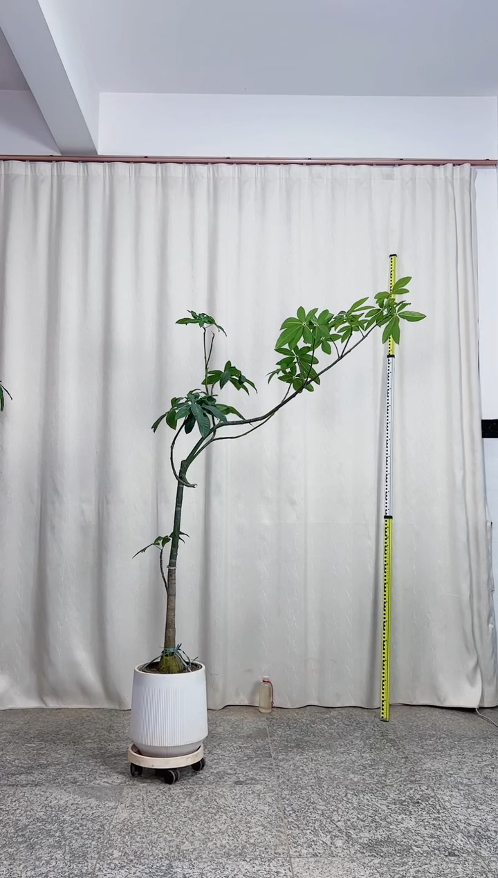 无花朵原生老桩发财树#77