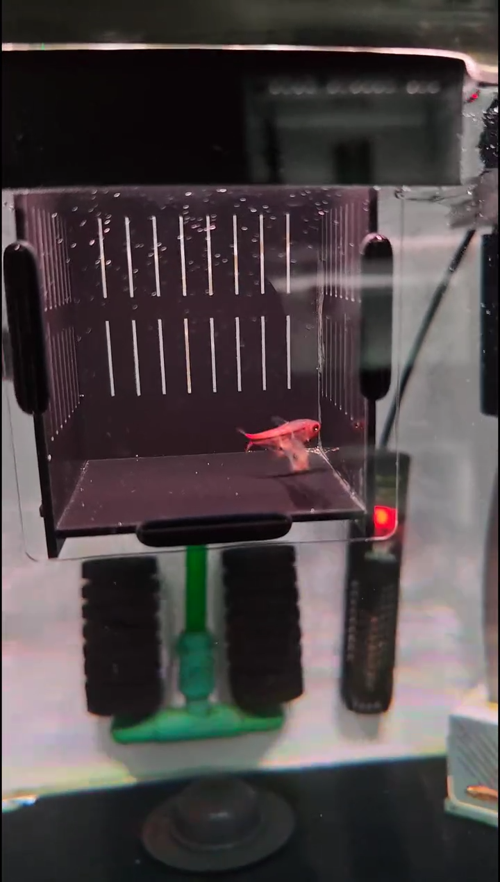 灯科鱼那***六白金红+黄HY（共2条有黑点）