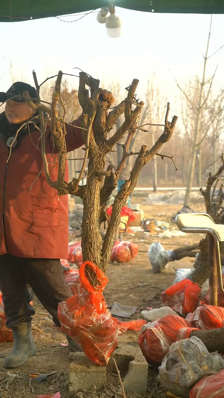 完全开放枣树868