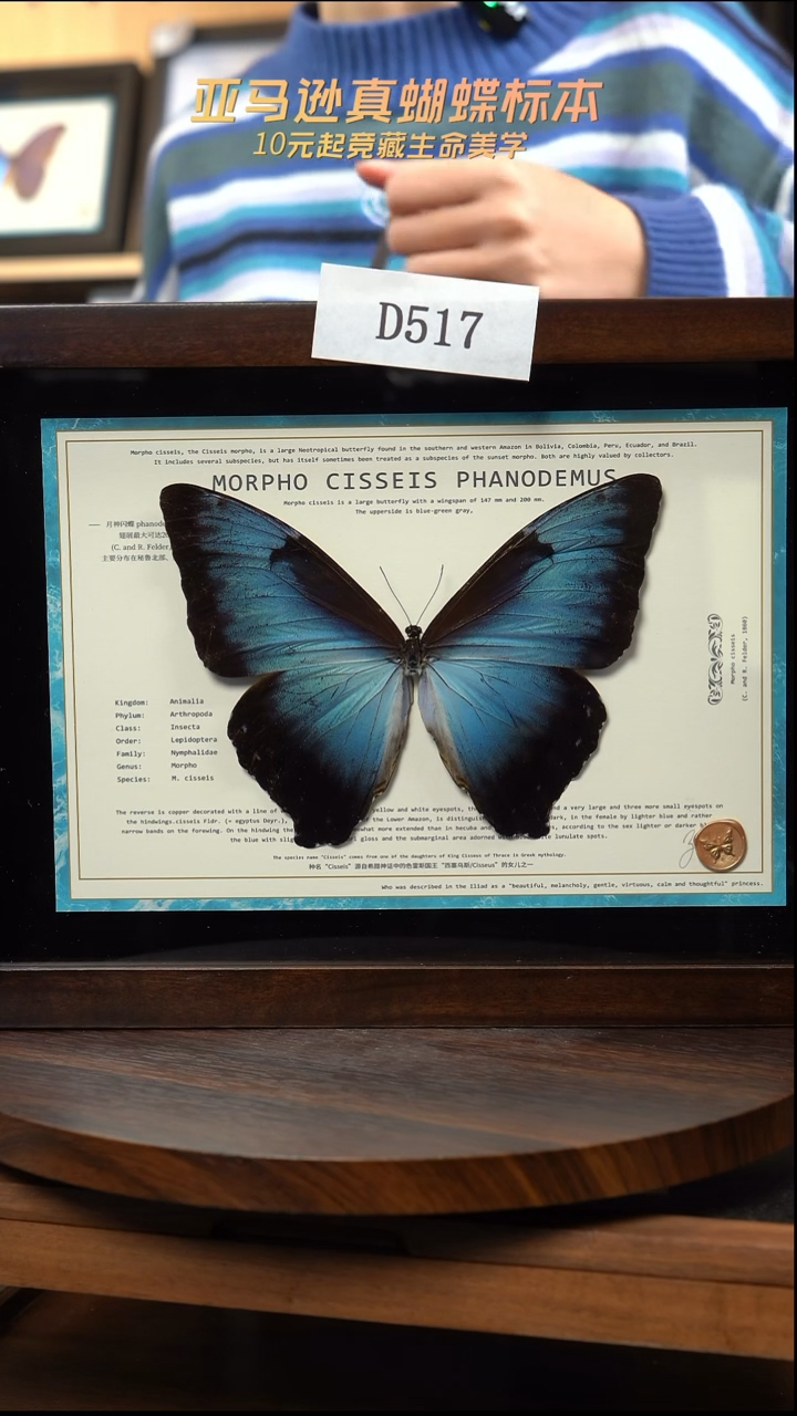 蝴蝶标本摆件竞拍d517