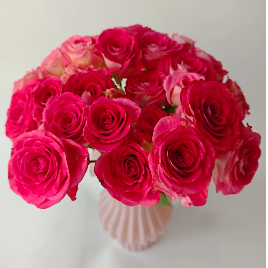  【红羽公主】多头玫瑰（全场同一地址两单顺丰冷链包邮噢~）