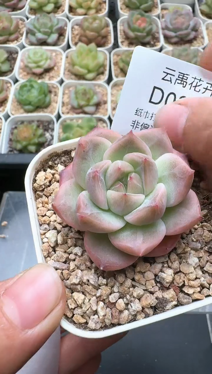 851D云禹多肉植物 带盆土纸巾打包 3颗包邮