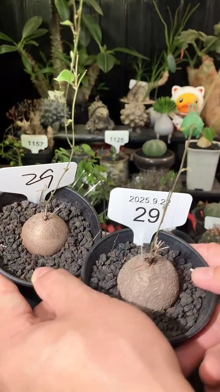 29号922福利南非龟甲龙买1个送1个