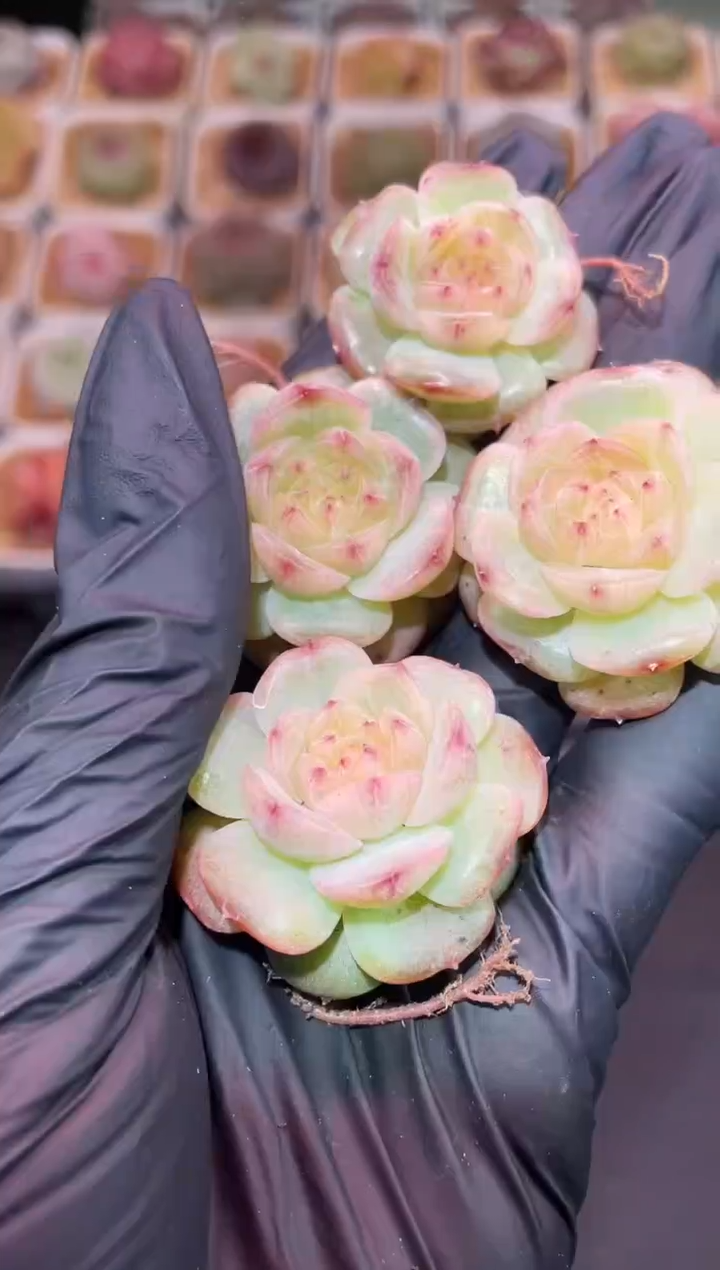 闪购202 新灯芯多肉一颗 2-3厘米