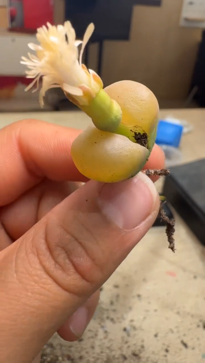 7-165多肉植物肉锥
